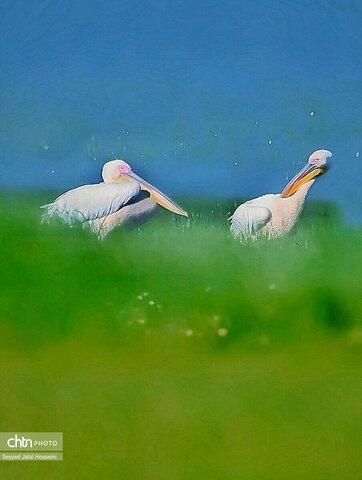 حیات وحش دریاچه زریبار، تجربه‌ای ناب از طبیعت کردستان