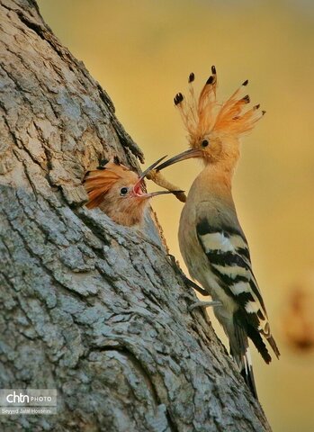 حیات وحش دریاچه زریبار، تجربه‌ای ناب از طبیعت کردستان