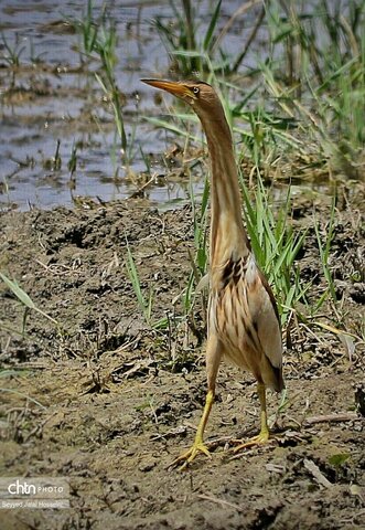 حیات وحش دریاچه زریبار، تجربه‌ای ناب از طبیعت کردستان