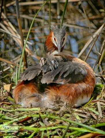 حیات وحش دریاچه زریبار، تجربه‌ای ناب از طبیعت کردستان