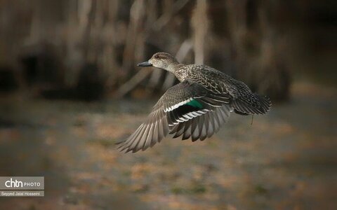 حیات وحش دریاچه زریبار، تجربه‌ای ناب از طبیعت کردستان