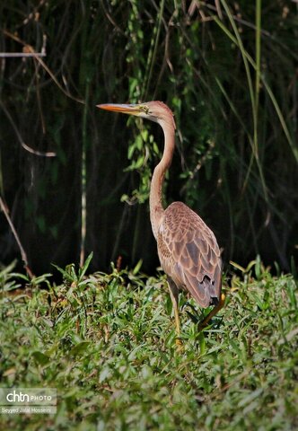 حیات وحش دریاچه زریبار، تجربه‌ای ناب از طبیعت کردستان
