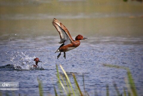 حیات وحش دریاچه زریبار، تجربه‌ای ناب از طبیعت کردستان