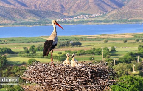 حیات وحش دریاچه زریبار، تجربه‌ای ناب از طبیعت کردستان
