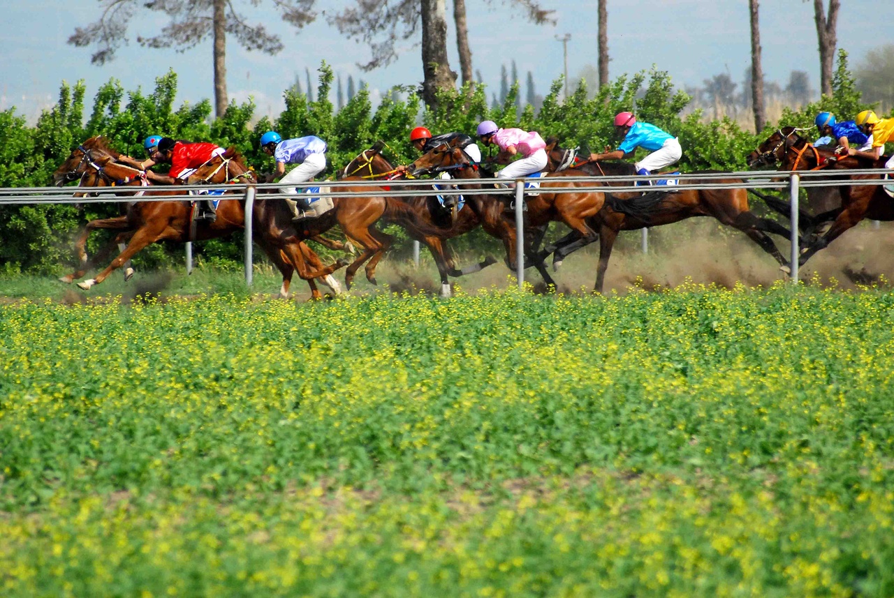 گنبدکاووس تپش اسبهای اصیل و میراث زنده ترکمنصحرا