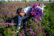 خوزستان به استقبال بهار رفت