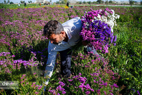 خوزستان به استقبال بهار رفت