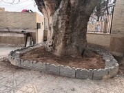 درخت چنار کهنسال روستای قاسم‌آباد در آستانه ثبت در فهرست میراث طبیعی کشور