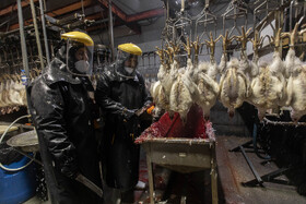 تولید گوشت مرغ در خدمت امنیت غذایی