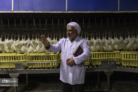 تولید گوشت مرغ در خدمت امنیت غذایی