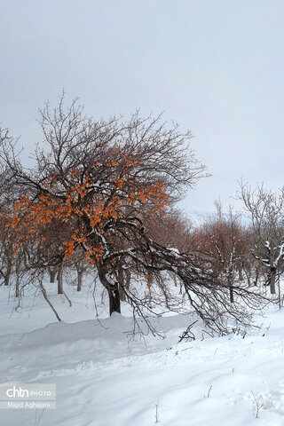 نگین سبز الوند، در آغوش سرد زمستان