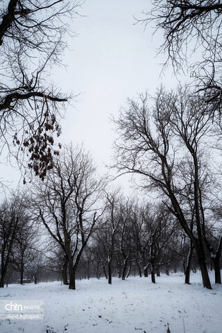 نگین سبز الوند، در آغوش سرد زمستان