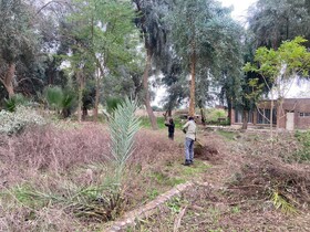 بهسازی و سامان‌دهی فضای سبز در باغ‌موزه هفت‌تپه انجام شد