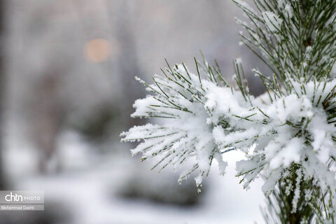 اردبیل سپید پوش شد