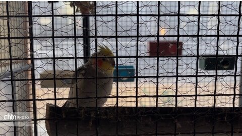 تجربه‌ای متفاوت از هنر و حال‌وهوای اصیل در باغ ایرو