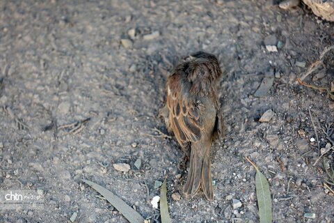 کمپ زیبا شهر شیراز