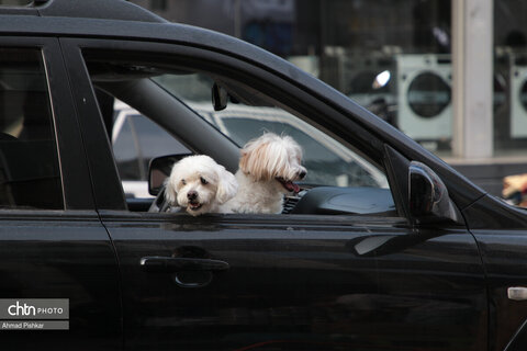 تهران، یک روز به نوروز...