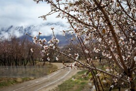 شکوفه های بهاری در شهرستان سامان