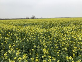 طلای زرد گلستان: سفری به دل مزارع شکوفه‌های کلزا