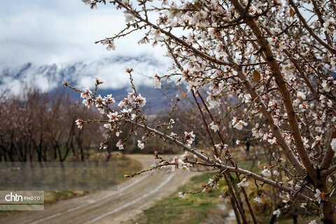 شکوفه های بهاری در شهرستان سامان