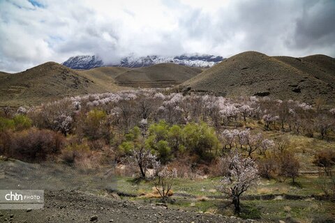 شکوفه های بهاری در شهرستان سامان