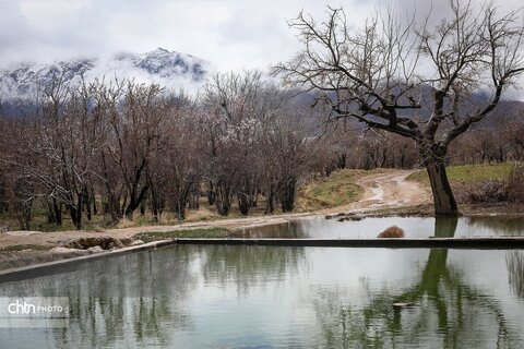 شکوفه های بهاری در شهرستان سامان