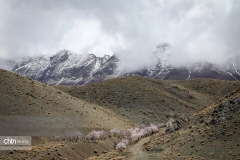 شکوفه های بهاری در شهرستان سامان
