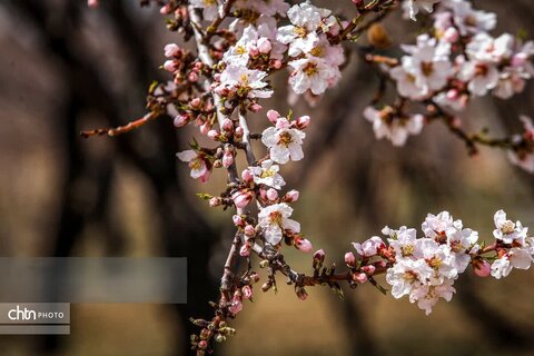 شکوفه های بهاری در شهرستان سامان