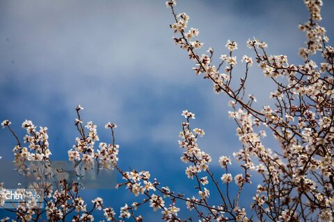 شکوفه های بهاری در شهرستان سامان