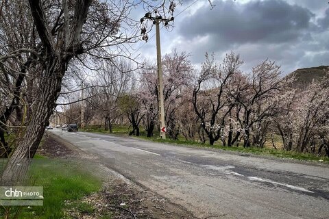 شکوفه های بهاری در شهرستان سامان