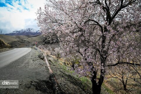 شکوفه های بهاری در شهرستان سامان
