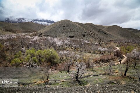 شکوفه های بهاری در شهرستان سامان