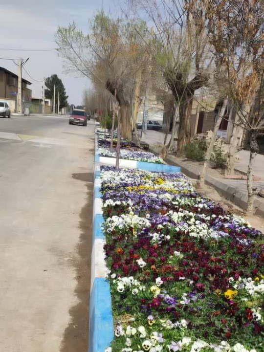 زیباسازی شهری جلیل‌آباد با کاشت گل‌های فصلی برای نوروز ۱۴۰۵