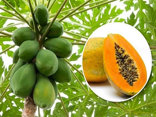 رونق گردشگری کشاورزی در شهرستان سرباز با ورود مسافران نوروزی