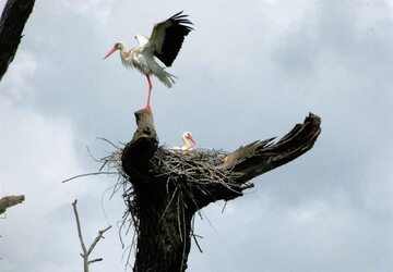 قلعه لک لک های زنجان