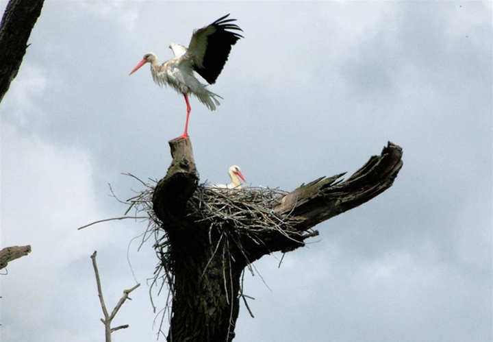 قلعه لک لک های زنجان