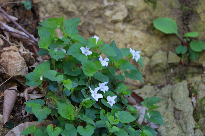 میزبانی روز طبیعت در مازندران