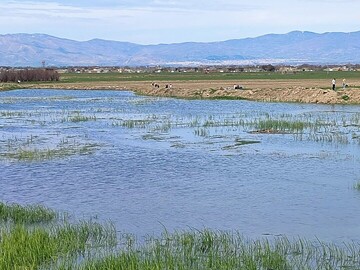 حال خوب تالاب پیرسلمان اسدآباد پس از بارش‌های بهاری 