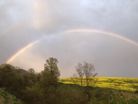 رقص رنگ‌ها در دل گلستان؛ جادوی بهاری در مزارع کلزا