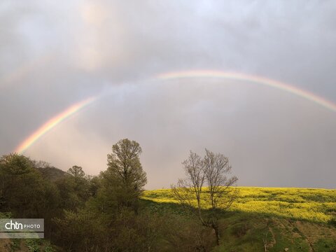 رقص رنگ‌ها در دل گلستان؛ جادوی بهاری در مزارع کلزا