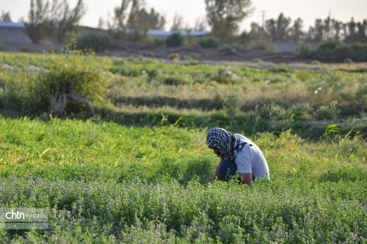 سرزمین ظرفیت‌های راهبردی و توسعه پایدار؛ شهرستان نیمروز، نگین کویر با ظرفیت‌های خاموش و هنرهای بومی
