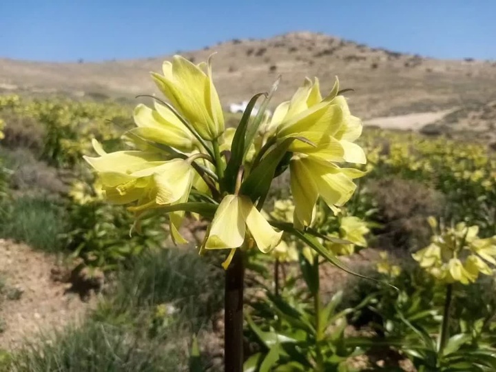 «لاله‌های واژگون»؛ طلوع امید و زیبایی بر دشت خمبی گرمه