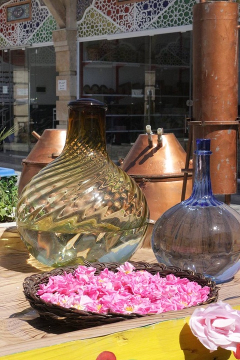 جشنواره گلابگیری ورامین با آیین‌های بومی و سنتی آغاز شد