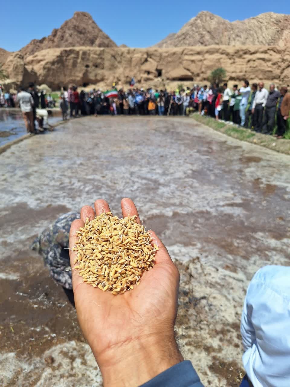 جشنواره سرتخمی ازمیغان، آیین روزی و برکت ۲ ساله شد