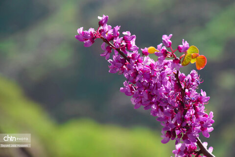 دیوزناو، روستایی رویایی در کوهستان شاهو
