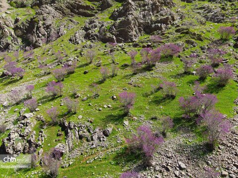 دیوزناو، روستایی رویایی در کوهستان شاهو