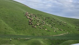 موج‌های سبز ماهور؛ رقص طبیعت در آغوش خالد نبی