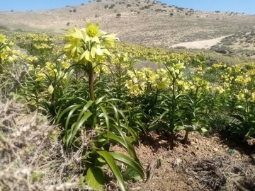 ۳ اثر طبیعی خراسان‌شمالی در آستانه ثبت ملی