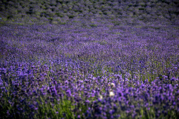 کاشت گیاهان دارویی در زنجان پیش‌زمینه توسعه گردشگری سلامت