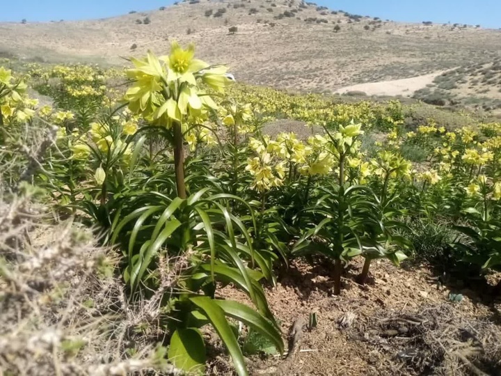 ۳ اثر طبیعی خراسان‌شمالی در آستانه ثبت ملی